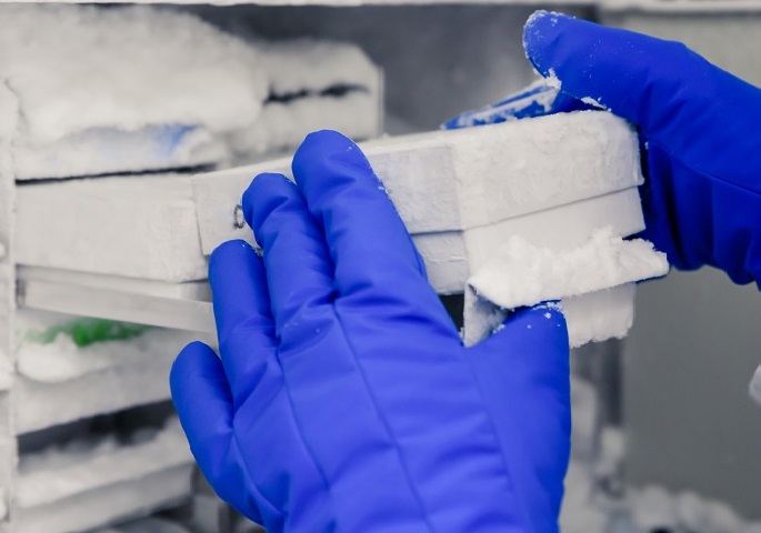 Hands wearing nitrile gloves take samples from an ultra-low temperature freezer.