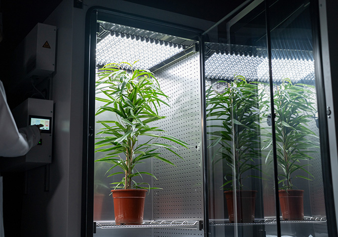 Plant growth chamber with cold white light and open door. There is a large plant inside.