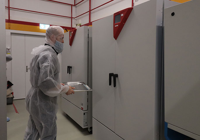 Laboratory employee in protective clothing holding a tray in front of two BINDER constant climate chambers.