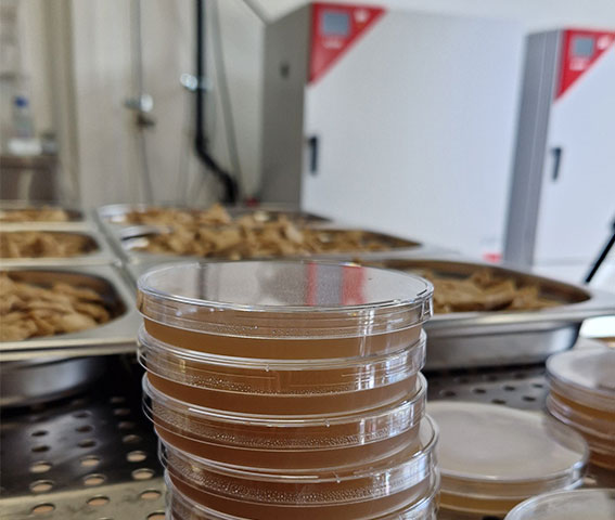 Petri dishes containing brown liquid; in the background, trays containing samples of plant-based meat. 